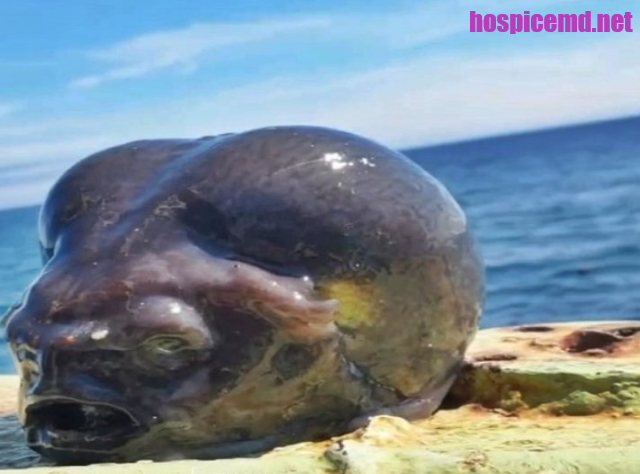 Viral Nelayan Temukan Ikan Alien Di Rusia, Bentuknya Aneh!